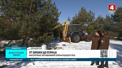 Шишки год кормят! В лесхозах Брестской области завершается зимний сезон сбора сосновых и еловых шишек