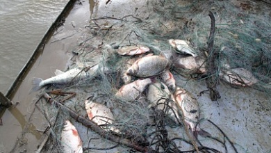 Что делать если обнаружили браконьерские сети, рассказали в инспекции