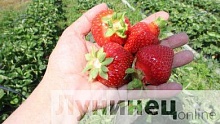 Региональный праздник «Лунінецкія клубніцы» состоится 24 июня!