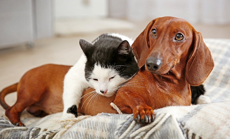 Домашних животных можно зарегистрировать через службу «Одно окно» в Брестской области