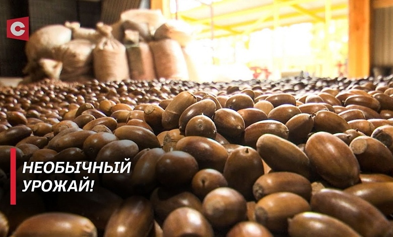 В Беларуси заготавливают жёлуди! Зачем и как это делают?
