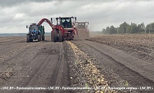 Более 50 тысяч тонн картофеля накопали в Лунинецком районе!