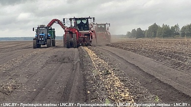 Более 50 тысяч тонн картофеля накопали в Лунинецком районе!