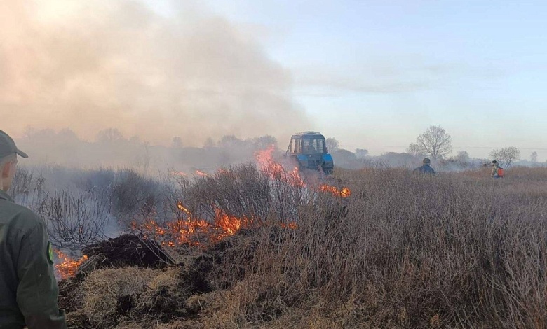 Поджог? Восемь часов тушили лесной пожар в Столинском районе