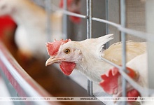 Значительное увеличение производства свинины, мяса птицы и яиц. Какие проекты реализуют в Брестской области