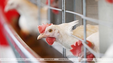 Значительное увеличение производства свинины, мяса птицы и яиц. Какие проекты реализуют в Брестской области