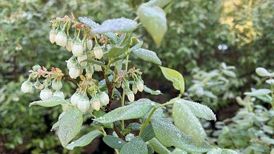 Ночные заморозки до -5°С ожидаются в Беларуси 11 мая