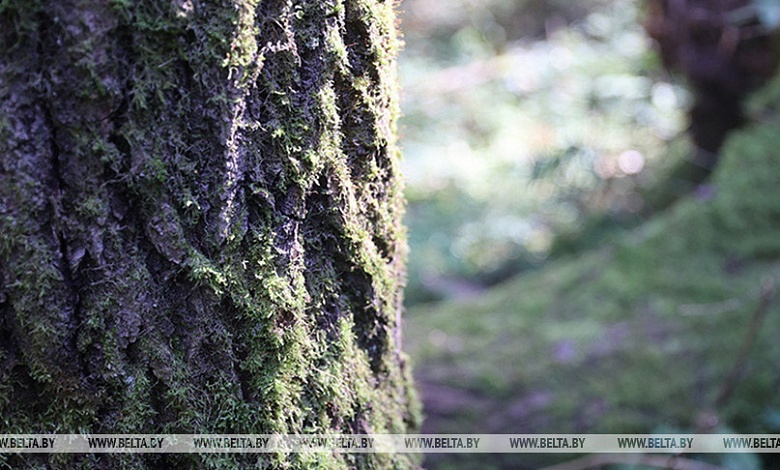 Ограничения на посещение лесов сохраняются в 24 районах Беларуси, в том числе на Лунинетчине