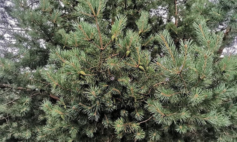 Что следует знать при посещении лесов?