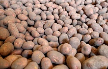 Качество картофеля и его наличие в Беларуси проверил МАРТ