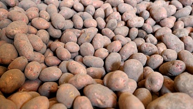 Наличие картофеля в стабфондах проверяют в Беларуси. Есть нарушения