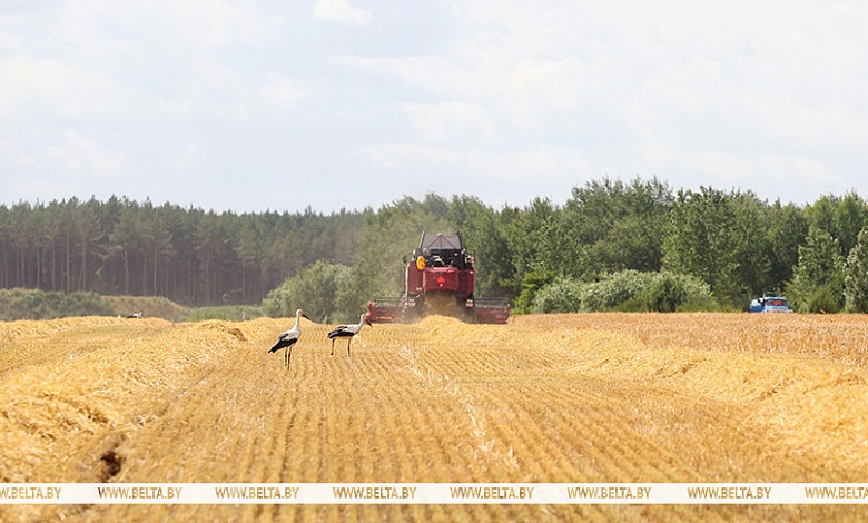 В Брестской области началась жатва