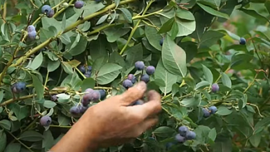 Арбузы, голубика размером с виноград и суперсила ягоды годжи | Экзотика на белорусских полях