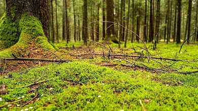 Иначе штраф! Как заготавливать мох, собирать лесную подстилку и опавшие листья в лесу?