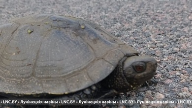Места крапивы киевской, черепах и не только взяли под охрану в Столинском районе