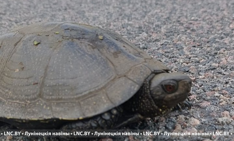 Места крапивы киевской, черепах и не только взяли под охрану в Столинском районе