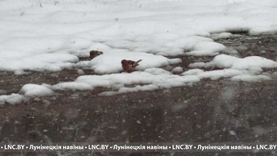 Опять метель? Какая погода ожидается 7 апреля в Беларуси