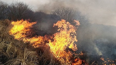 В Брестской области за две недели марта произошло 18 лесных пожаров 