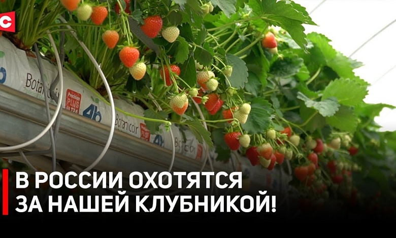 Ажиотаж на нашу ягоду! Покупатели выстраиваются В ОЧЕРЕДЬ! 