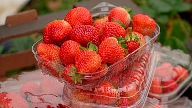 Клубника в ноябре! В Беларуси фермер удивил урожаем в 10 тонн