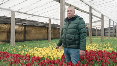 Рисковый ли бизнес?  Всё про тюльпаны: как вырастить и какие подарить на 8 Марта