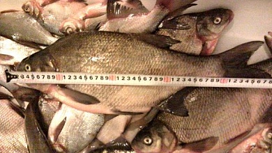 Какой должен быть размер рыбы, когда разрешается ее вылов, рассказали в инспекции