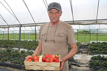 Ягодный бизнес | Клубнику от «Лючии» до «Румбы» выращивают в Лунинецком районе 