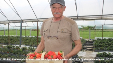 Ягодный бизнес | Клубнику от «Лючии» до «Румбы» выращивают в Лунинецком районе 