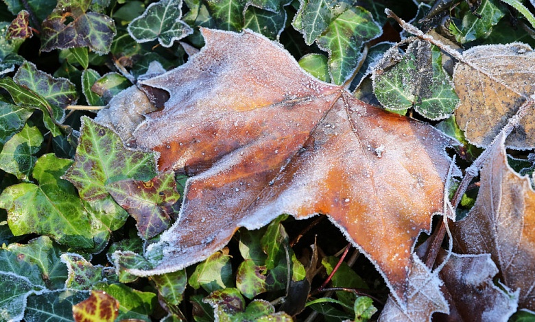 Заморозки! В Беларуси объявлено штормовое предупреждение на 25-26 сентября