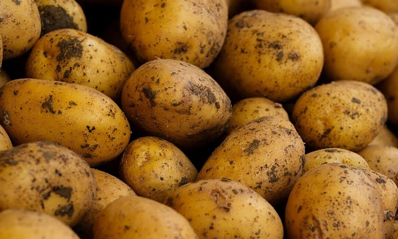 Почему изменили стандарты по размеру продаваемого картофеля, объяснил специалист