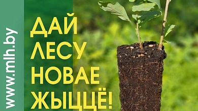 21 марта стартует добровольная республиканская общественная акция "Дай лесу новае жыццё"