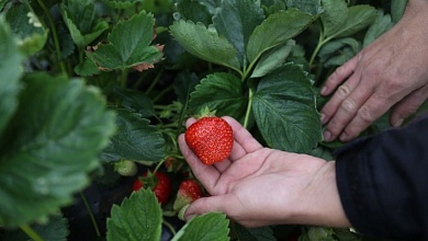 Бизнес на клубнике: Заморозками закаленная и дождями омытая ягода
