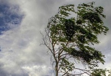 Оранжевый уровень опасности из-за усиления ветра объявлен в Беларуси на 11 августа