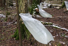 Правила сбора берёзового сока и не только напоминают специалисты 