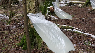 Правила сбора берёзового сока и не только напоминают специалисты 