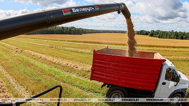 Вес каравая | Об урожае хлеба рассказали в Брестском облисполкоме