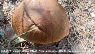 Грибной сезон начался на Брестчине. Где?