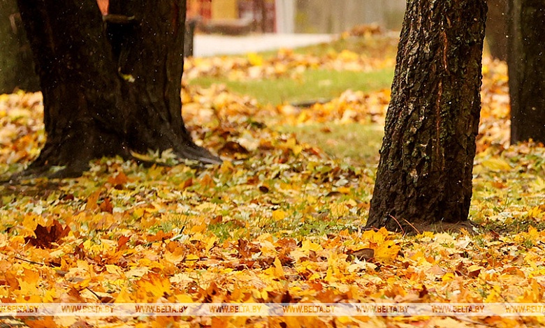 Запрета сжигать нет, но есть нюанс. В ЖКХ рассказали, как правильно утилизировать листву