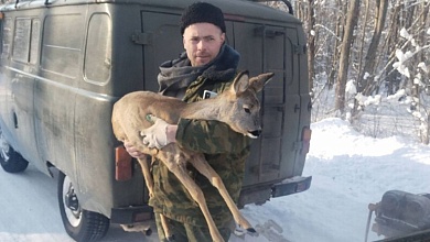 Прижималась к ногам и ела из рук. Обессиленную косулю спасли в Столинском лесхозе 