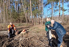Там, где работает лучший вальщик леса! Съёмочная группа ТРК «Брест» побывала в Лунинецком лесхозе 