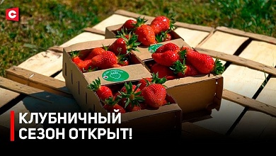 Первая клубника в Беларуси! | Перекупы наготове | Цены на ягоду