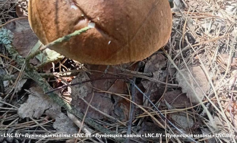 Грибной сезон начался на Брестчине. Где?