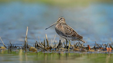 Как отличить бекаса от дупеля? Рассказывают микашевичские специалисты