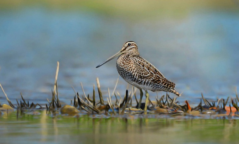 Как отличить бекаса от дупеля? Рассказывают микашевичские специалисты