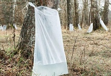 Лесхозы Брестской области начали заготавливать березовый сок