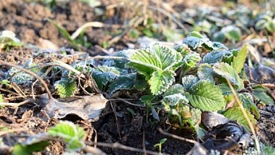 Минус 3 градуса! Аномальные заморозки зафиксированы в Лунинецком районе!