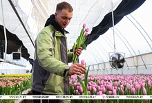 Фермер из Брестской области рассказал об изнанке цветочного бизнеса