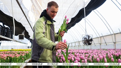 Фермер из Брестской области рассказал об изнанке цветочного бизнеса