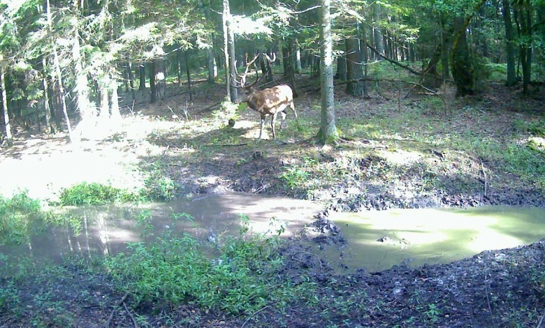 Вот такая вот красота в лесах Брестской области