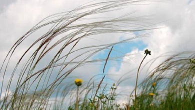 Из-за усиления ветра в Беларуси объявлен оранжевый уровень опасности